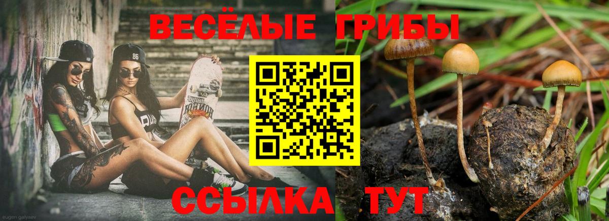 Галлюциногенные грибы Psilocybe Ноябрьск